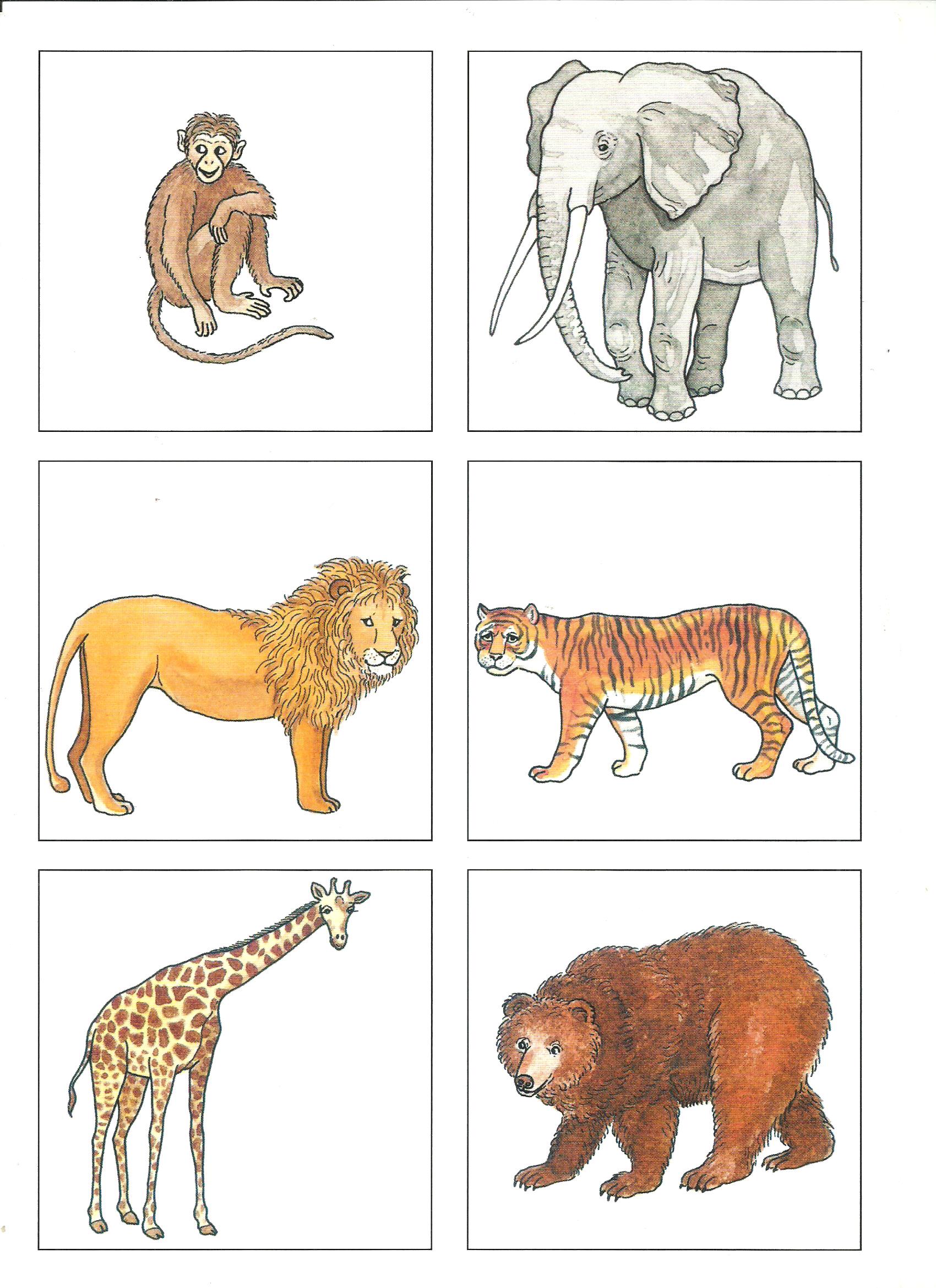 zwierzęta egzotyczne- ilustracje